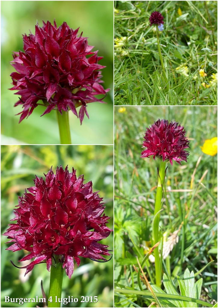 Orchidee alpine austriache ( M.Traweng, Burgeralm, Petzen, M.Dobratsch)